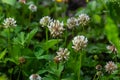 White clover aka Trifolium repens in grass on summer meadow. Close up of shamrock flower in green blurred background Royalty Free Stock Photo