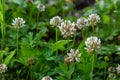 White clover aka Trifolium repens in grass on summer meadow. Close up of shamrock flower in green blurred background Royalty Free Stock Photo