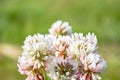 White clover aka Trifolium repens in grass on summer meadow. Shamrock flower Royalty Free Stock Photo