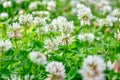 White clover aka Trifolium repens in grass on summer meadow. Shamrock flower Royalty Free Stock Photo