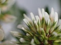 white clover background, microphotography, white flower aesthetic wallpaper image, Trifolium repens,