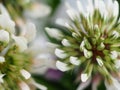 White clover background, microphotography, white flowers aesthetic wallpaper image, Trifolium repens