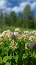 White clover on the edge of the field Royalty Free Stock Photo