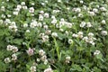 White clover field