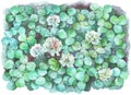 White clover field watercolor illustration