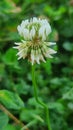 White clover flower blooming in lush green yard