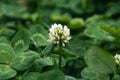White clover flower on the green field. Close-up Royalty Free Stock Photo