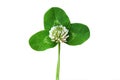 white clover flower and green leaf for design isolated on white Royalty Free Stock Photo