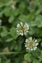 White clover Royalty Free Stock Photo