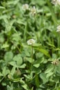 White clover Royalty Free Stock Photo