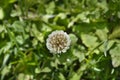 White clover Royalty Free Stock Photo
