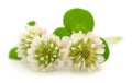 White clover flowers