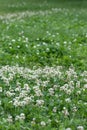 White clover flowers on a green meadow in the summer Royalty Free Stock Photo