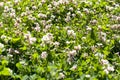 white clover flowers grow in a field on a sunny day