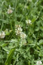 White clover Royalty Free Stock Photo