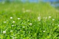 White clover in the green grass