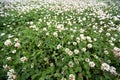 White clover meadow