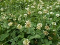 White clover plants