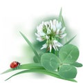 White Clover - Trifolium.