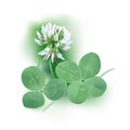 White Clover - Trifolium.