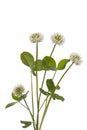 White clover Royalty Free Stock Photo