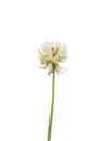 White clover (Trifolium repens)
