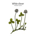 White clover Trifolium repens , forage and medicinal plant