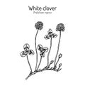 White clover Trifolium repens , forage and medicinal plant