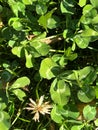 White clover, Trifolium repens, trifoliate leaves with white watermark