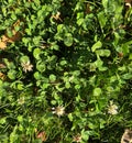 White clover, Trifolium repens, trifoliate leaves with white watermark