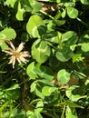White clover, Trifolium repens, trifoliate leaves with white watermark