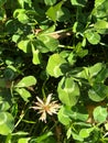 White clover, Trifolium repens, trifoliate leaves with white watermark