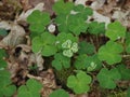 The white clover