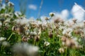 white clover wild meadow flowers in field over deep blue sky. Nature vintage summer autumn outdoor photo. Selective focus macro sh Royalty Free Stock Photo