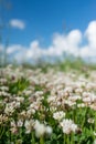 white clover wild meadow flowers in field over deep blue sky. Nature vintage summer autumn outdoor photo. Selective focus macro sh Royalty Free Stock Photo