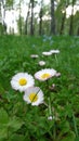 White clovers in the park of Lithuania Royalty Free Stock Photo