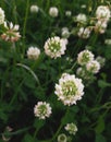 White clower in meadow. Natural green background. One single flower of white clower trifolium repens in a lawn