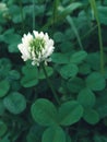 White clower in meadow. Natural green background. One single flower of white clower trifolium repens in a lawn