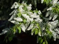 White Clustered Flowers