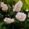 White clusters of Deutzia flowering shrub in the family Hydrangeaceae Royalty Free Stock Photo