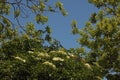 WHITE CLUSTERS OF ELDERBERRY FLOWERS ON A TREE AGAINST A BLUE SKY Royalty Free Stock Photo