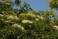 WHITE CLUSTERS OF ELDERBERRY FLOWERS ON A TREE Royalty Free Stock Photo