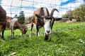 White-coated goat looking directly at the camera, its head emerging from a metal chain fence