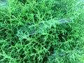 White cobweb on green pine tree leaves in the garden. Royalty Free Stock Photo