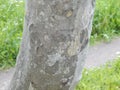 White cobweb on a tree trunk, many caterpillars have accumulated under the cobweb.