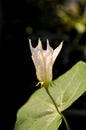 Coccinia grandis flower in nature garden Royalty Free Stock Photo