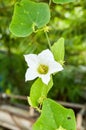 White coccinia grandis flower in nature garden Royalty Free Stock Photo