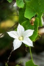 White Coccinia grandis flower Royalty Free Stock Photo