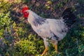 A white rooster stands on a background of green grass, White cock, poultry farm. Side view on black background. Close up. Profile Royalty Free Stock Photo