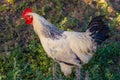 A white rooster stands on a background of green grass, White cock, poultry farm. Side view on black background. Close up. Profile